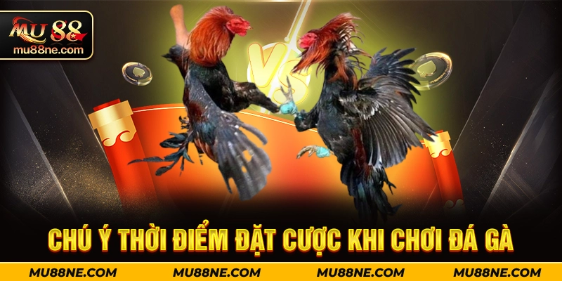 Chú ý thời điểm đặt cược khi chơi đá gà